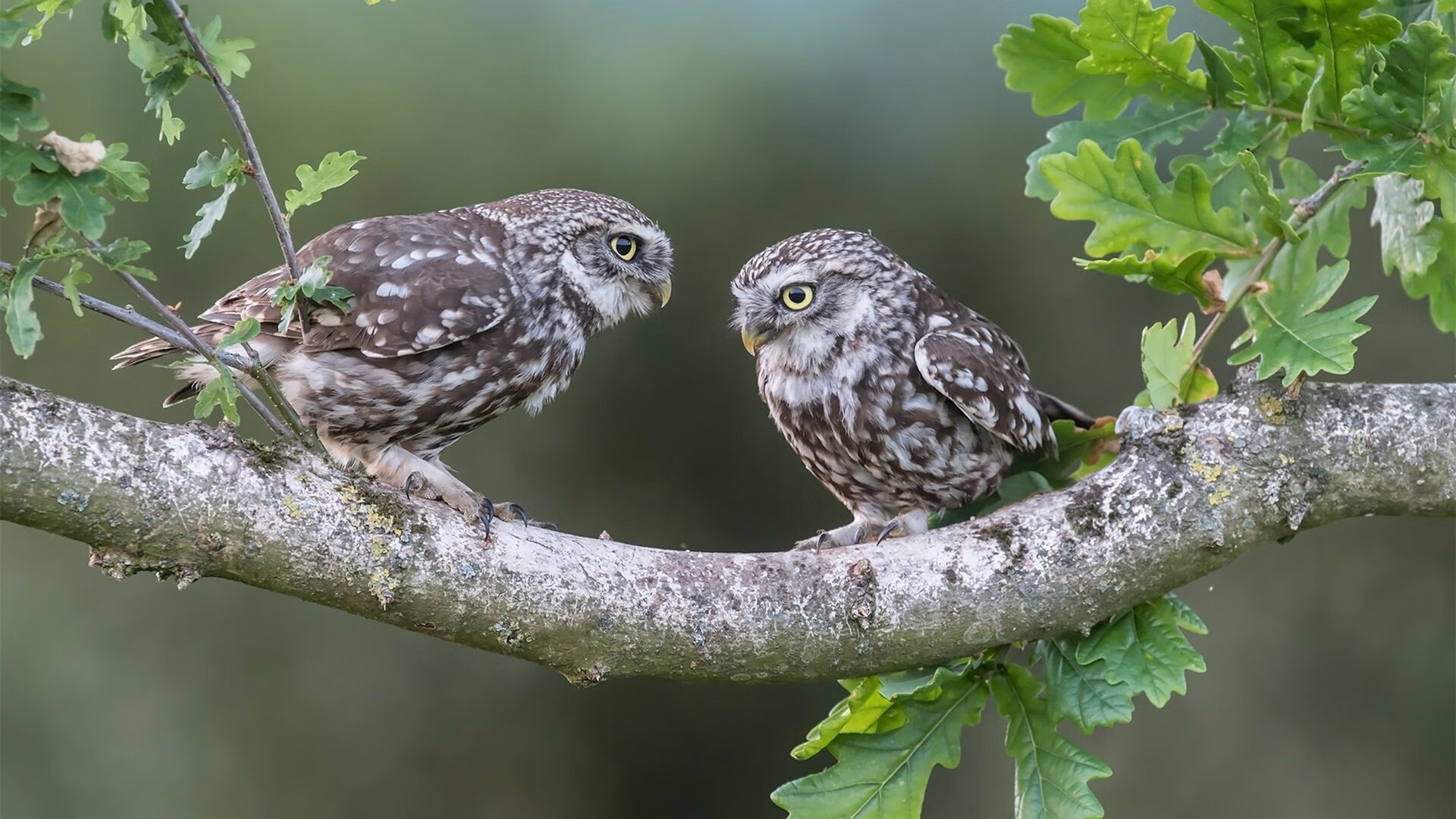 两极对决，孟菲斯熊心起，洛杉矶皇接管