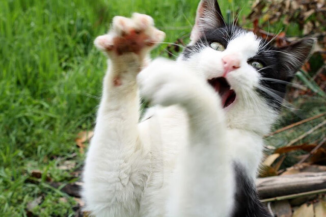 米切尔闪耀全能之夜,公牛主场狂轰滥炸粉碎国王