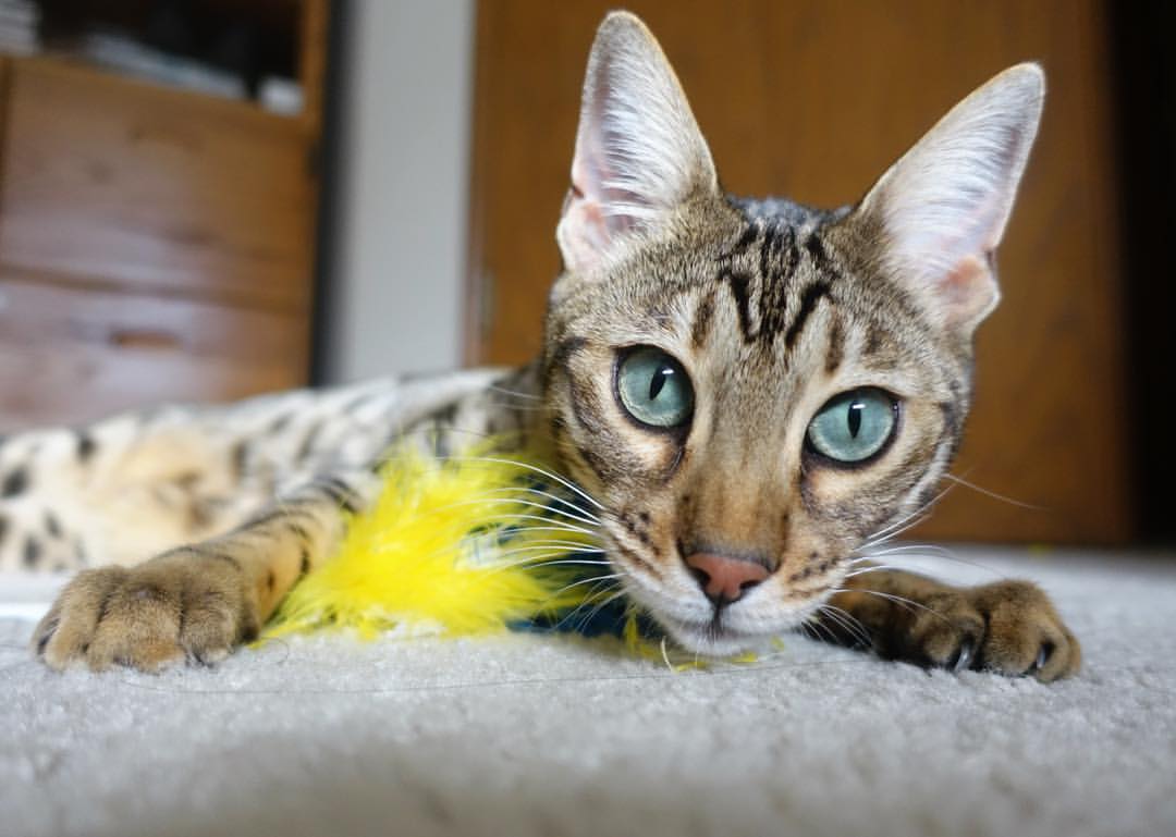 开云APP-草皮之上,生命之下,巴尔韦德与一粒超越时间的进球