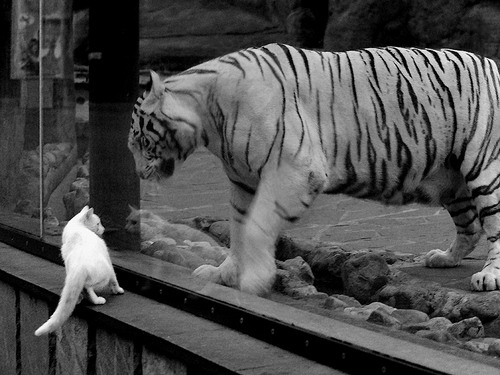 引擎轰鸣与历史回响,当F1争冠战遇见阿尔及利亚掀翻希腊