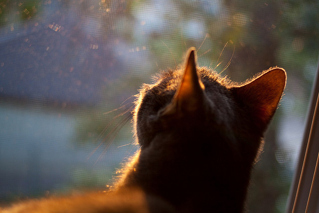 夜空升起阿克星