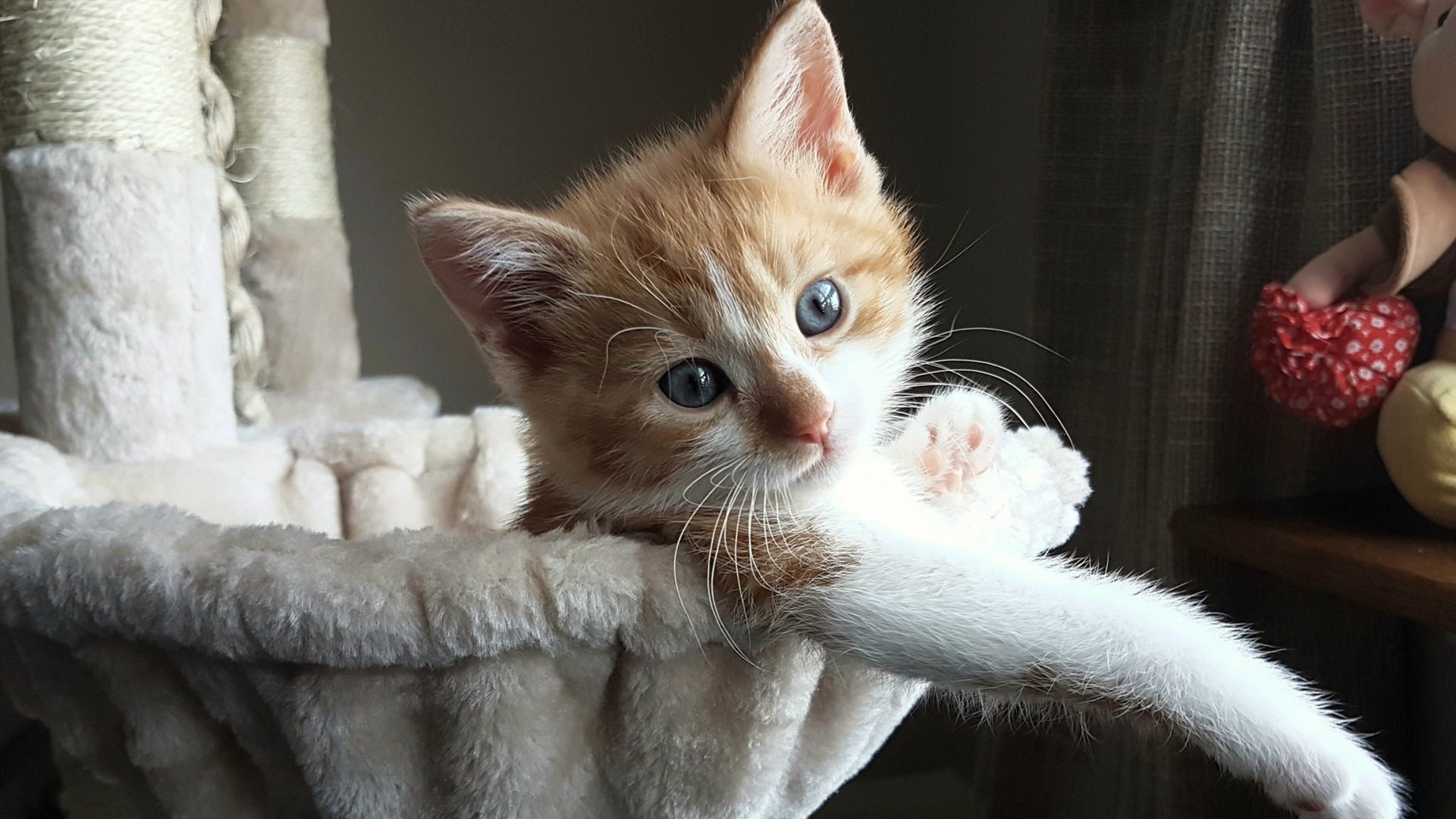 开云官网-午夜钟响之前，当F1街道赛与埃及决胜局同时上演