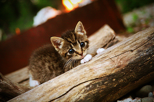 开云-当尼斯海岸遇见南美风暴，C罗一锤定音，神话在友谊赛中诞生