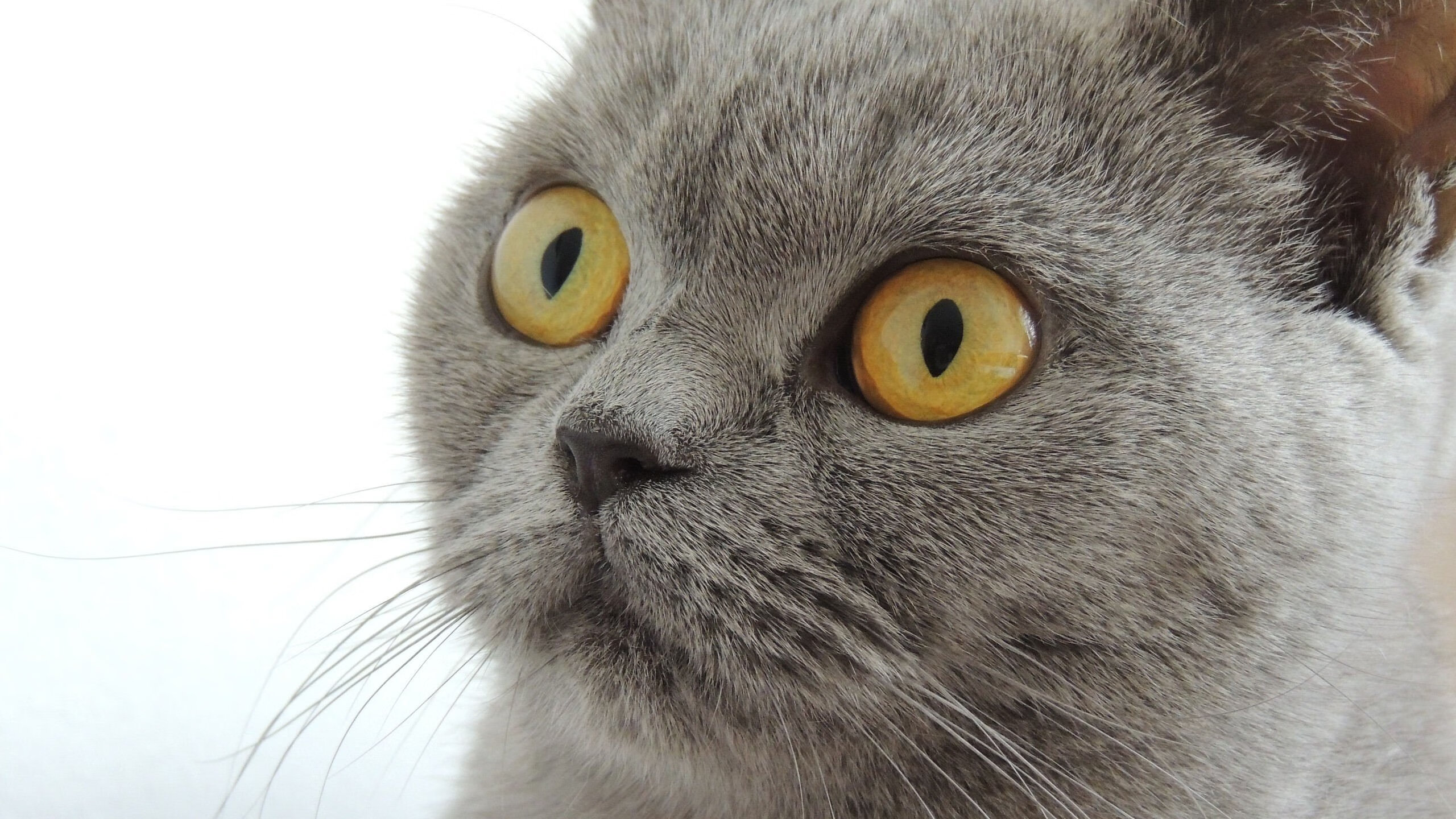 开云体育入口-隔空对决，班凯罗羽翼下的统治力，奏响鹈鹕新乐章