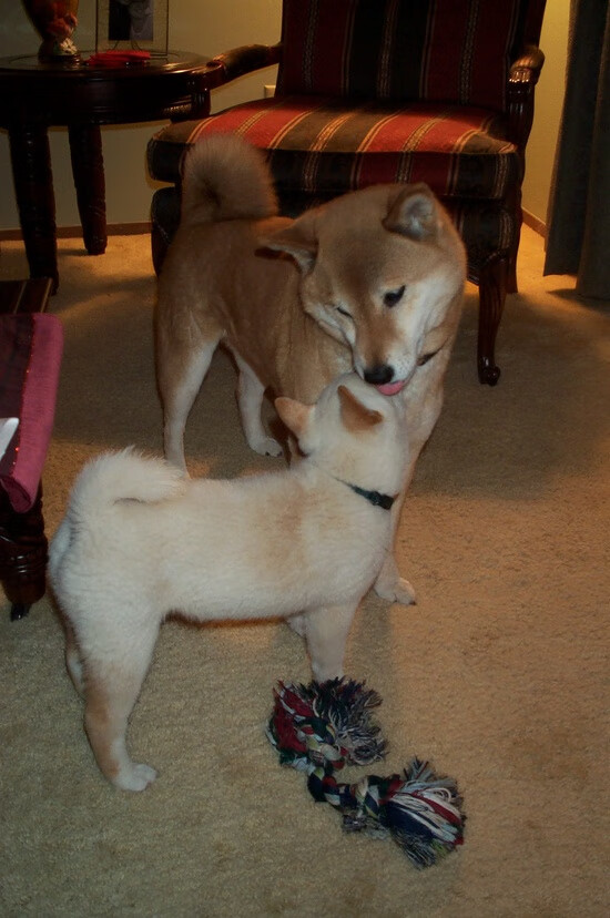 开云体育在线-奥运前哨的炼金之战，开拓者狂胜广厦，一场定义周期的焦点胜利