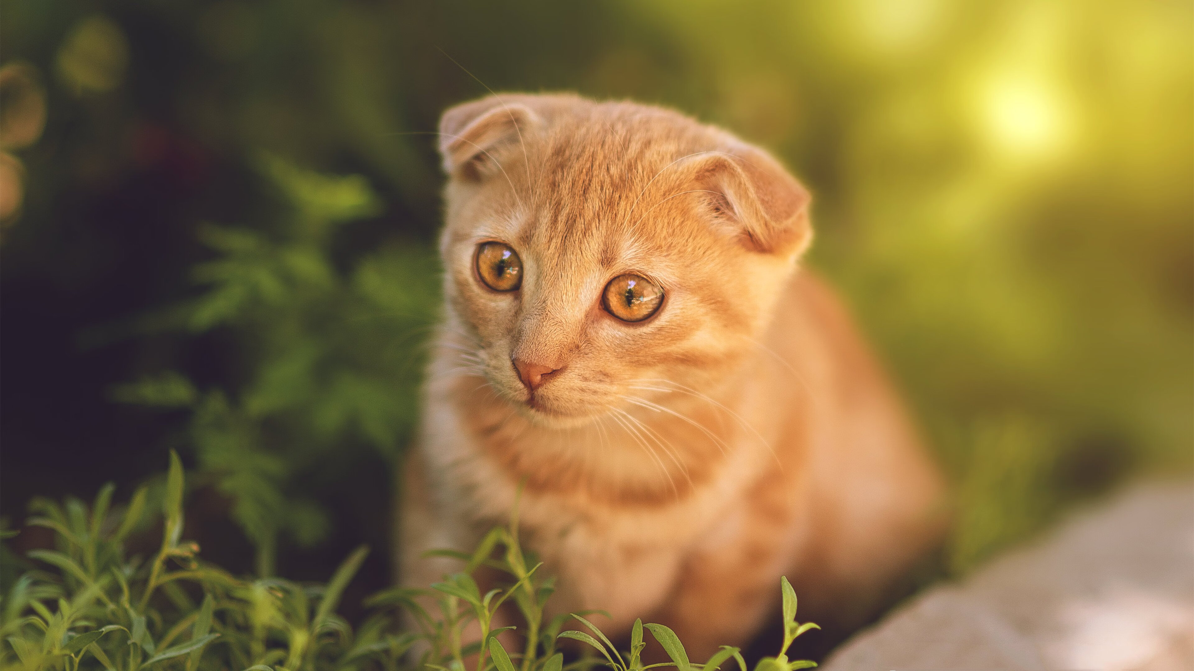 开云下载-绝杀与接管，当瑞士的足球心跳遇见NBA的王者时刻—竞技体育中不可复制的唯一性