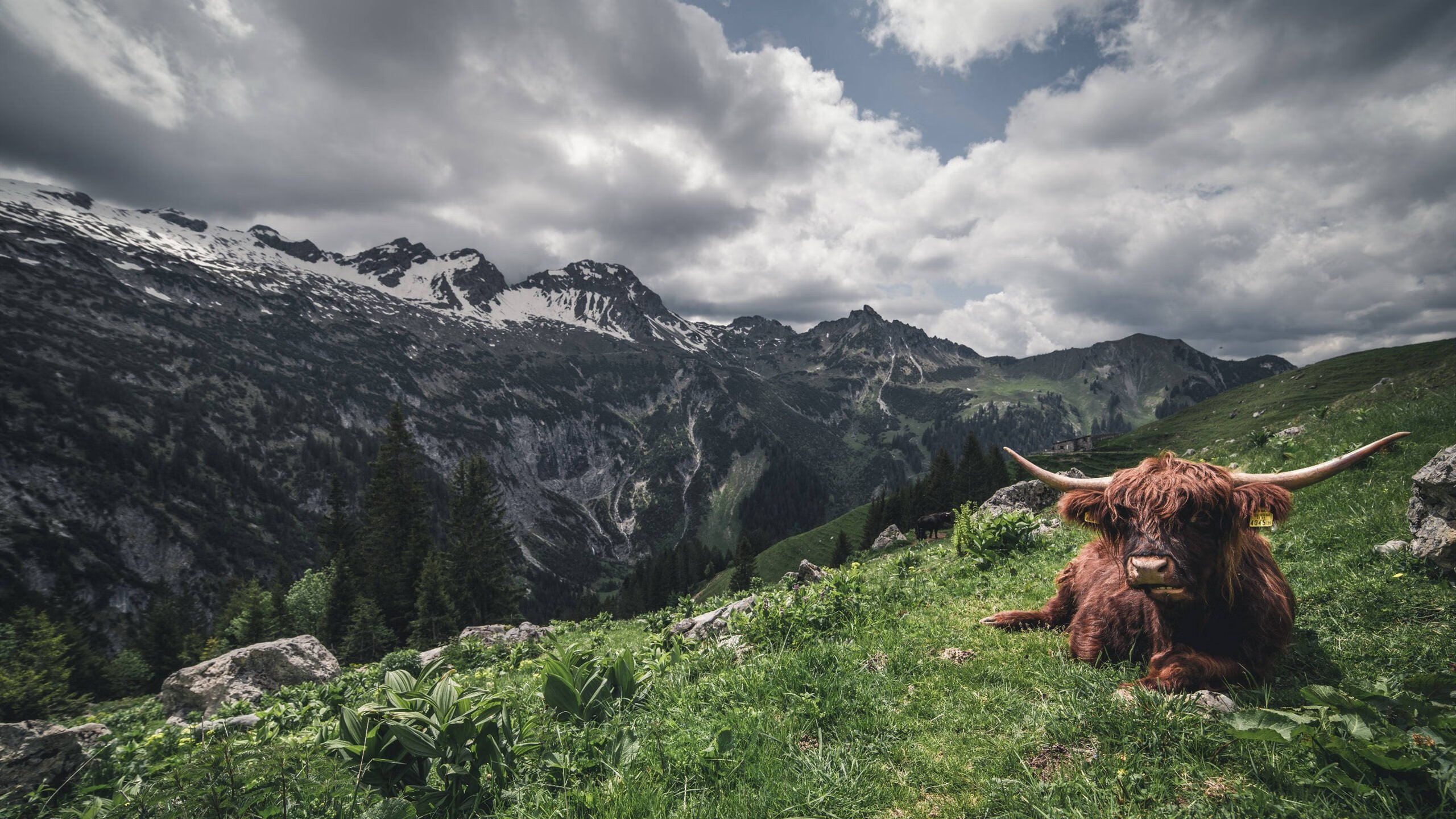 平行宇宙的篮球奇谈,当辽篮碾压金州勇士,克莱的存在感却拉满了