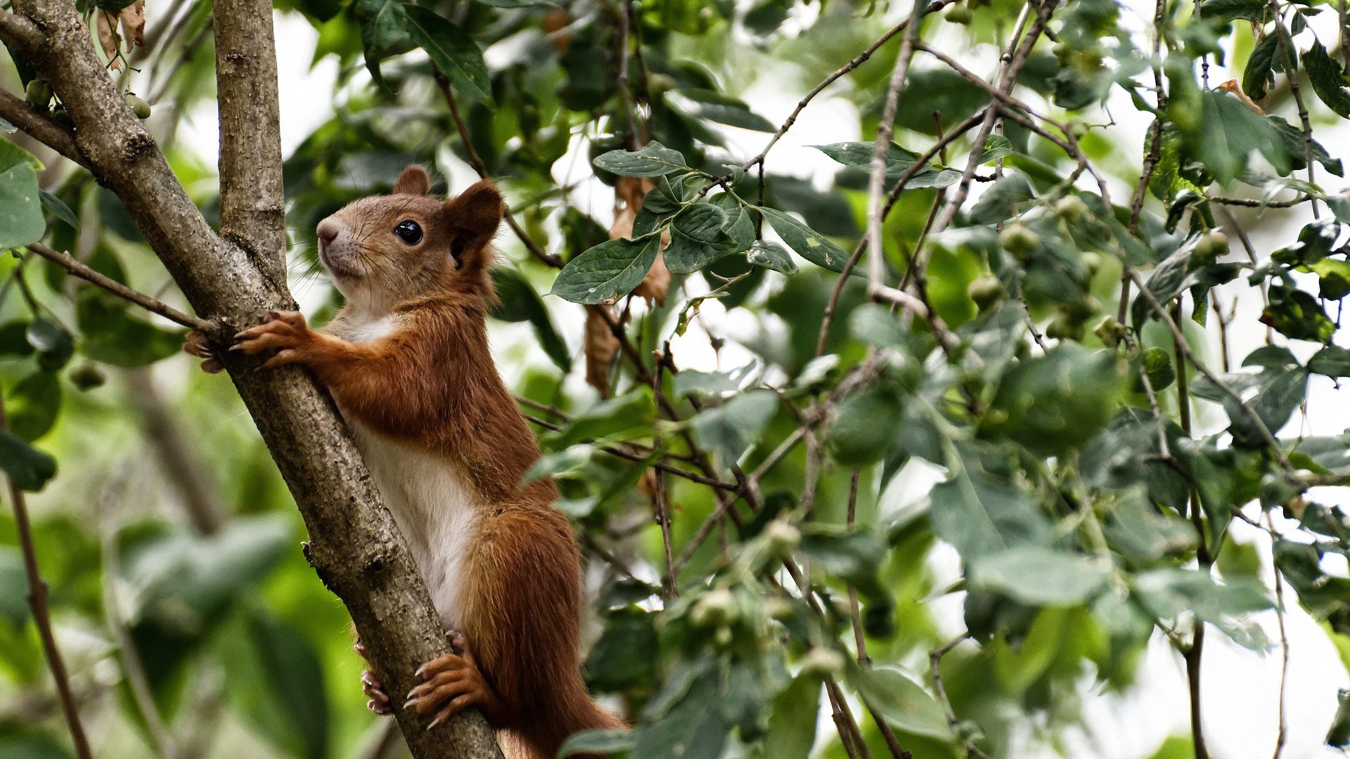 开云体育平台APP-墨西哥击败秘鲁的探戈,巴雷拉,那个在攻防间编织节奏的大师