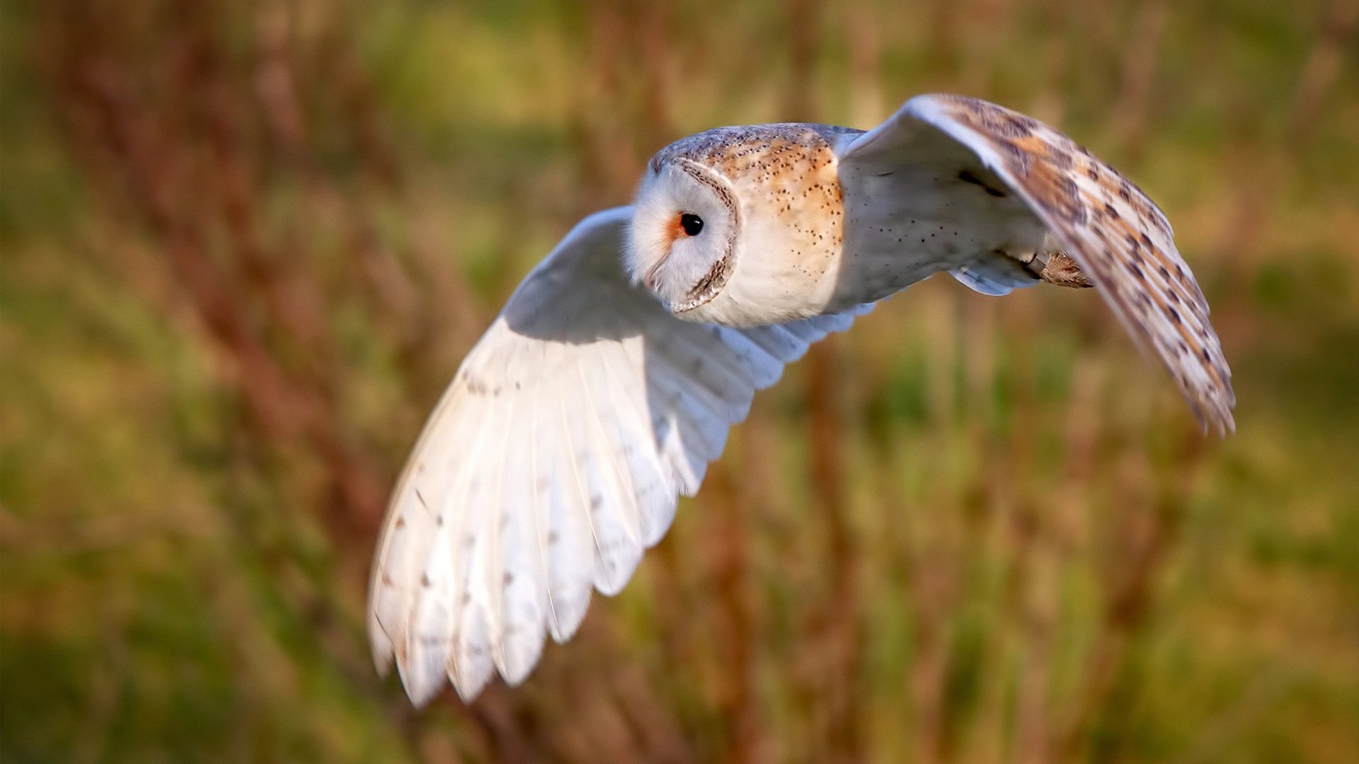 NBA总决赛焦点战启示录，勒沃库森如何提前终结切尔西的悬念