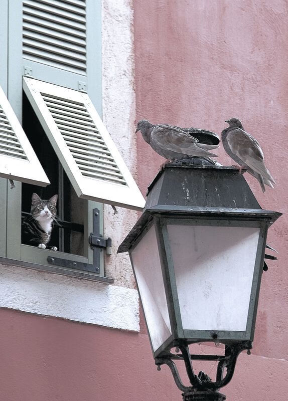 开云下载-天降弯弓满弦鸣，哈利伯顿如何以最魔法的方式改写东决战记