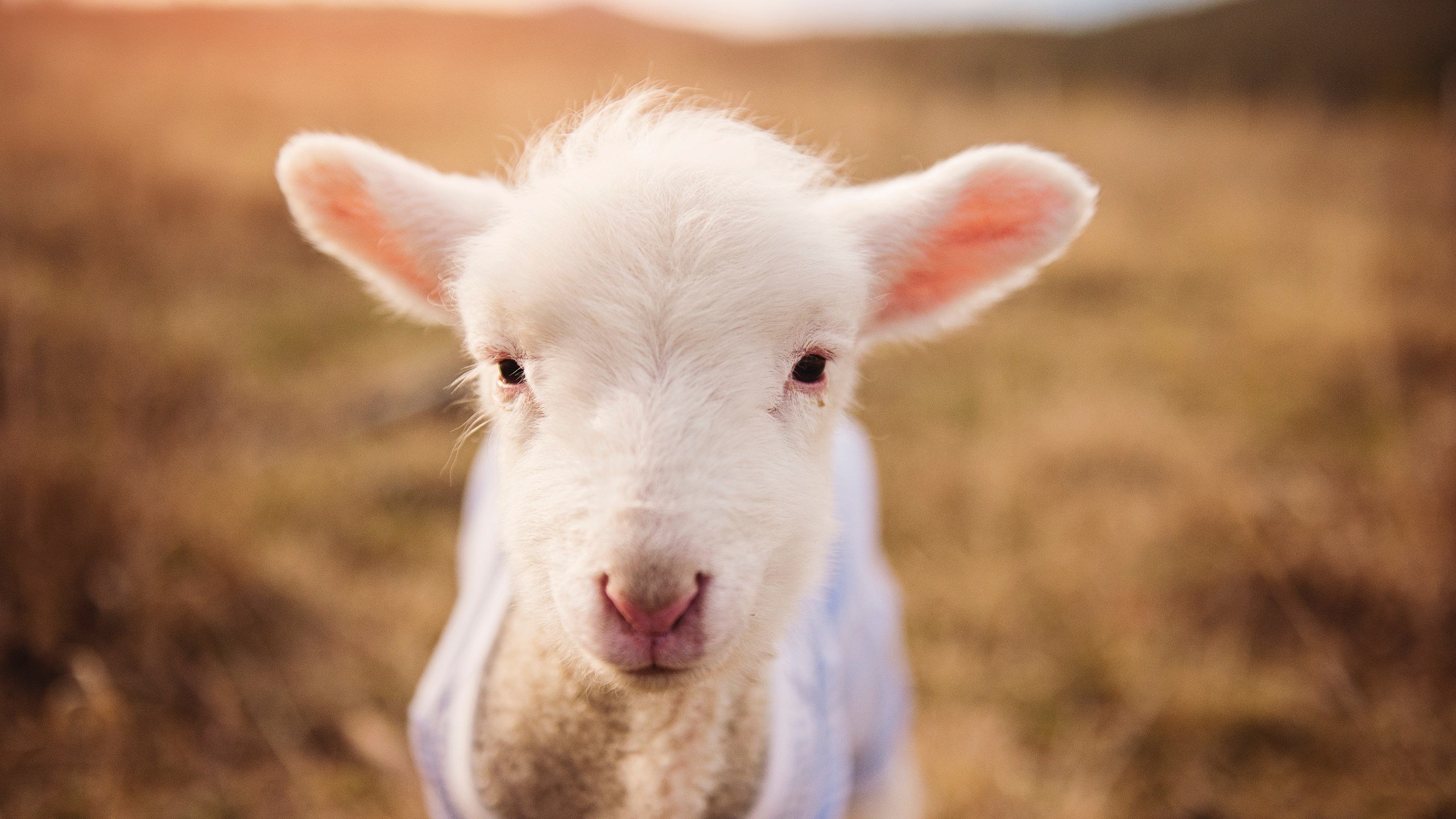 开云APP-唯一莱万,定义何为伟大,欧冠淘汰赛之夜的压制级发挥