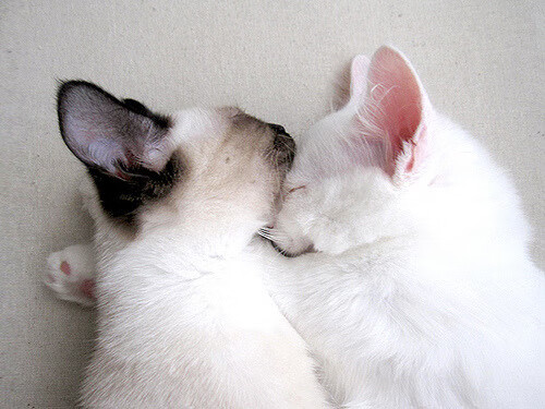 开云体育登录-在场边的苏亚雷斯，掌控着场内每一分钟