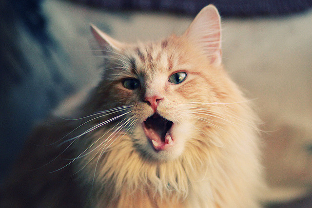 魔笛终章,厄德高在争冠之夜为旧秩序奏响安魂曲